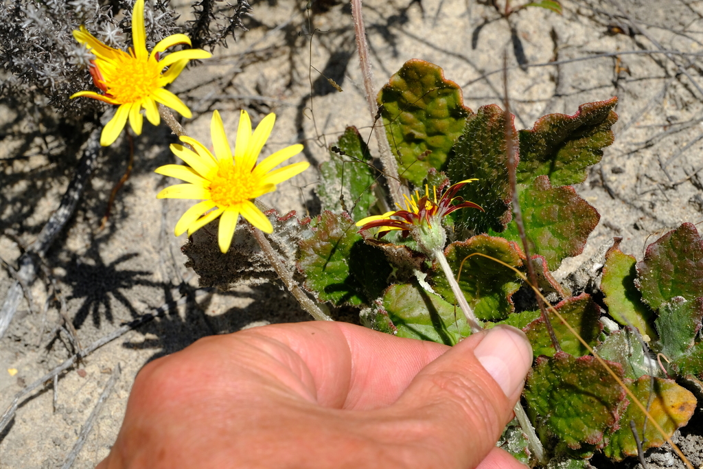 Cederberg falsegerbera