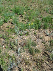 Afrosciadium magalismontanum