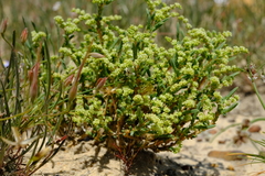 Psammotropha quadrangularis