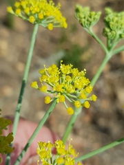 Afrosciadium magalismontanum