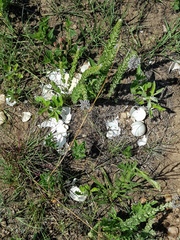 Numida meleagris coronatus