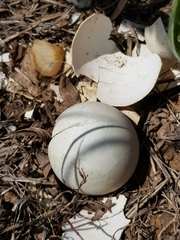 Numida meleagris coronatus