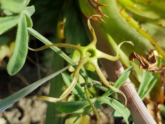 Trochomeria macrocarpa