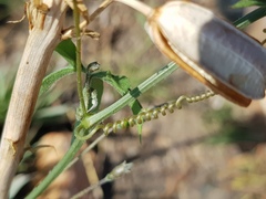 Trochomeria macrocarpa
