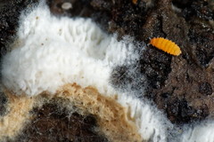Bilobella aurantiaca