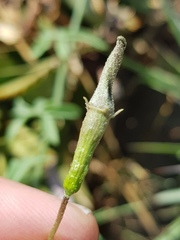 Trochomeria macrocarpa