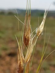 Tristachya biseriata