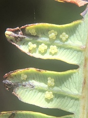 Dicranopteris flexuosa