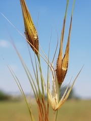 Tristachya biseriata