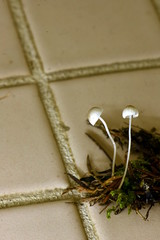 Mycena pusilla