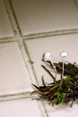 Mycena pusilla