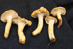 Hydnum oregonense