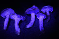 Hydnum oregonense