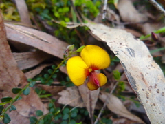 Bossiaea decumbens