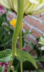 Scudderia mexicana