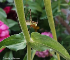 Scudderia mexicana