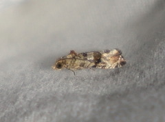 Lobesia physophora