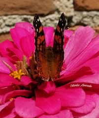 Vanessa annabella