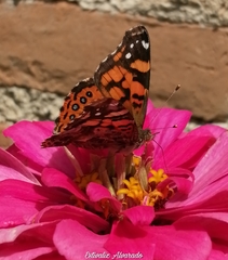 Vanessa annabella