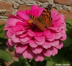 Vanessa annabella