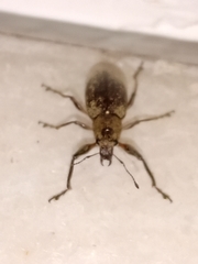 Naupactus versatilis