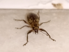 Naupactus versatilis