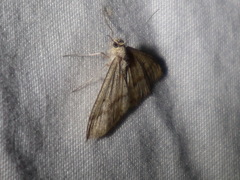 Scopula lydia