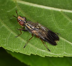 Dorycera maculipennis