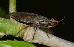 Dorycera maculipennis