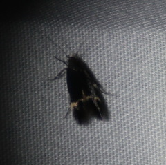 Aproaerema simplexella