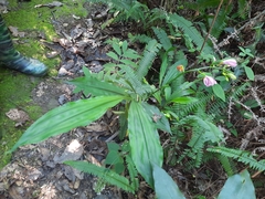 Phaius mishmensis