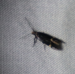 Aproaerema simplexella