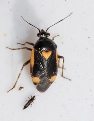 Deraeocoris cordiger