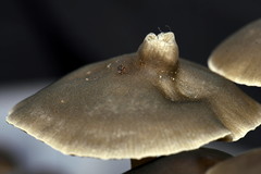 Panaeolus bisporus