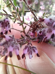 Erica eriocephala