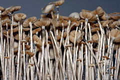 Panaeolus tropicalis