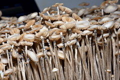 Panaeolus tropicalis