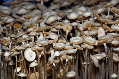 Panaeolus tropicalis