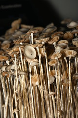 Panaeolus tropicalis