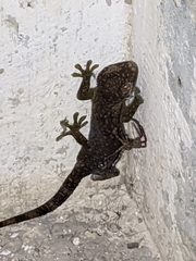Gekko