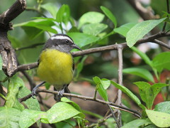 Coereba flaveola