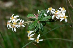 Olearia myrsinoides