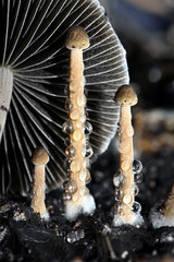 Panaeolus papilionaceus