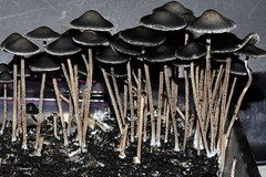 Panaeolus papilionaceus