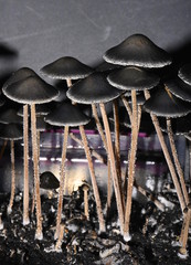 Panaeolus papilionaceus