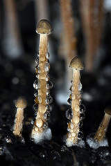 Panaeolus papilionaceus