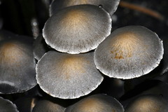 Panaeolus papilionaceus