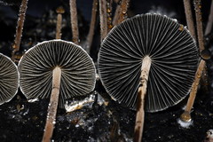 Panaeolus papilionaceus