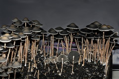 Panaeolus papilionaceus