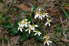 Olearia myrsinoides